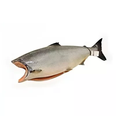 King Salmon "Chinook"