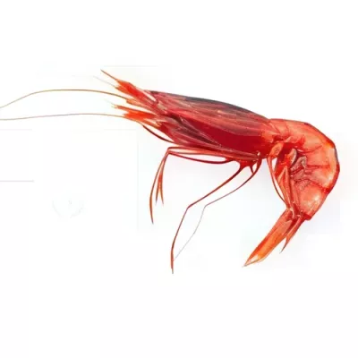 Mediterranean Red Prawn "I"