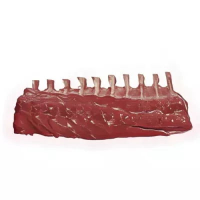 10-rib Frenched rack of farmed venison