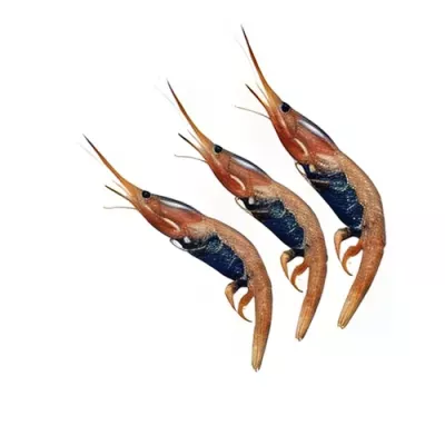 Gobetto Shrimp
