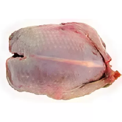 Headless wood-pigeon