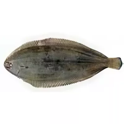 Day-boat Dover Sole