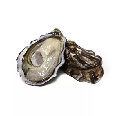 Spéciale de Claire Ancelin Oyster "5"