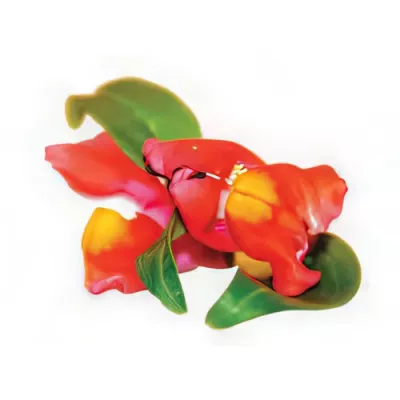 Snapdragon flowers (Antirrhinum majus)