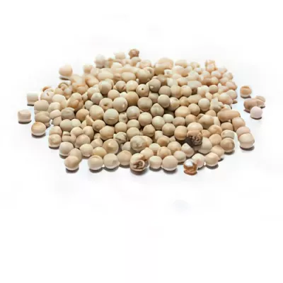 Sarawak white pepper (Piper nigrum)