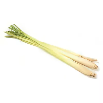 Lemongrass (Cymbopogon citratus)