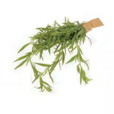 Savory (Satureja hortensis)