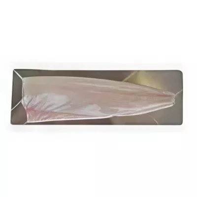 Farmed Sturgeon Fillet skinless