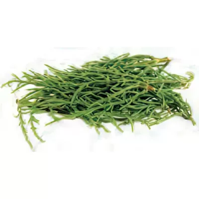 Sea asparagus – Salicornia (Salicornia europaea)