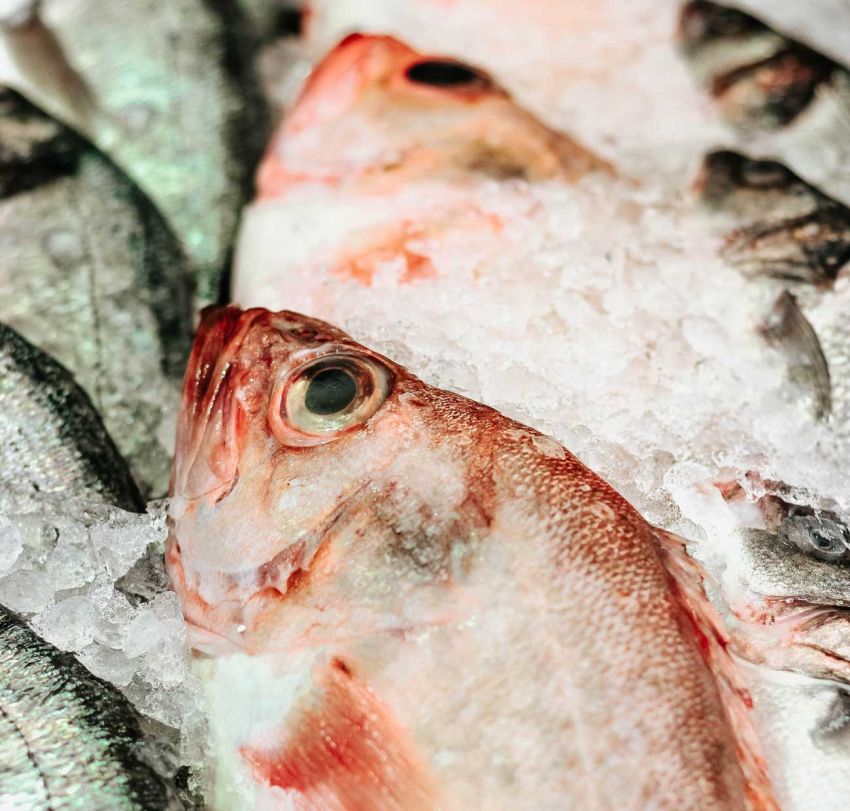 ER Excellence Supplier Fish & Seafood